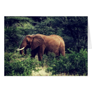 Samburu Elephant