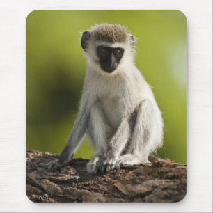 Samburu Game Reserve, Kenya, Vervet Monkey, Mouse Mat