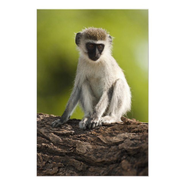 Samburu Game Reserve, Kenya, Vervet Monkey, Photo Print (Front)