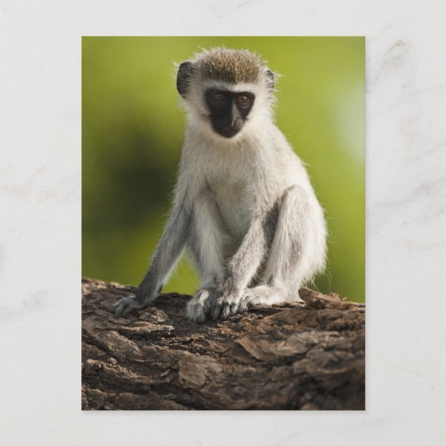 Samburu Game Reserve, Kenya, Vervet Monkey, Postcard (Front)