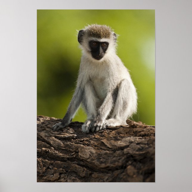 Samburu Game Reserve, Kenya, Vervet Monkey, Poster (Front)