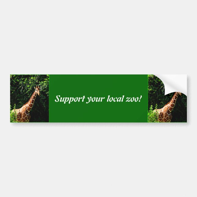 Samburu Giraffe Bumper Sticker (Front)