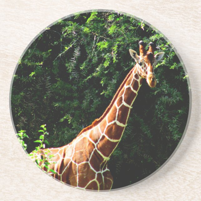 Samburu Giraffe Coaster (Front)