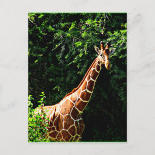 Samburu Giraffe Postcard