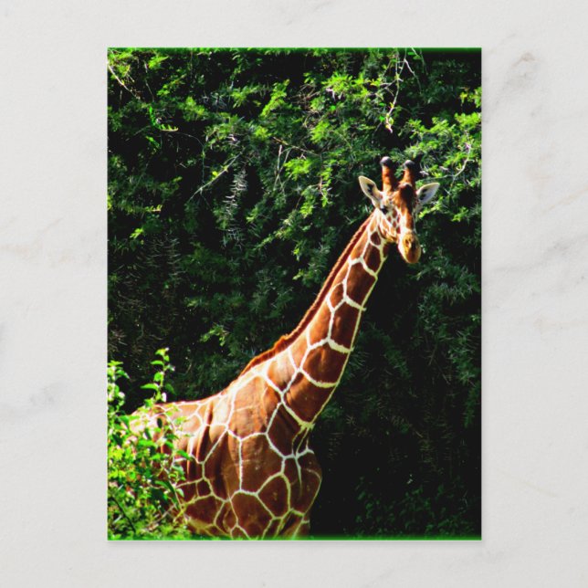 Samburu Giraffe Postcard (Front)