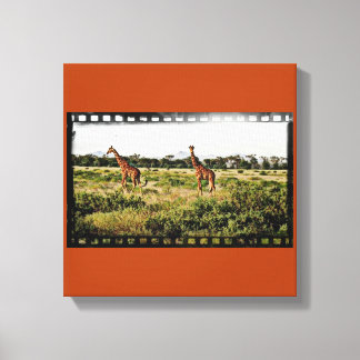 Samburu Giraffes Canvas Print