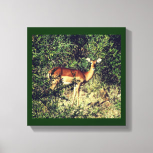 Samburu Impala Canvas Print