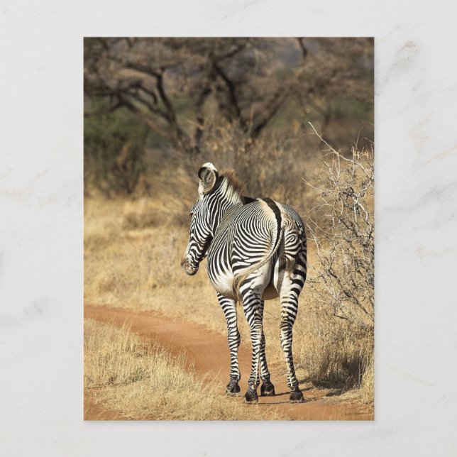 Samburu National Reserve, Kenya Postcard (Front)