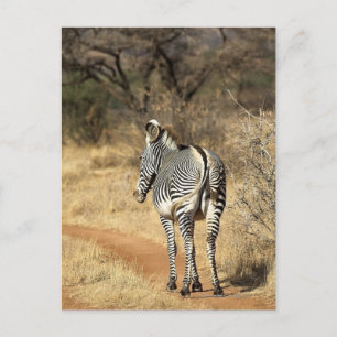 Samburu National Reserve, Kenya Postcard