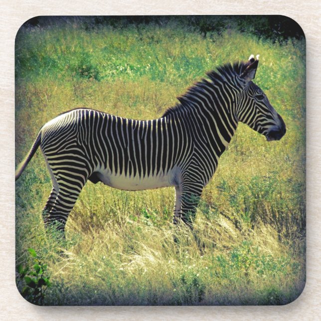 Samburu Zebra Coaster (Front)