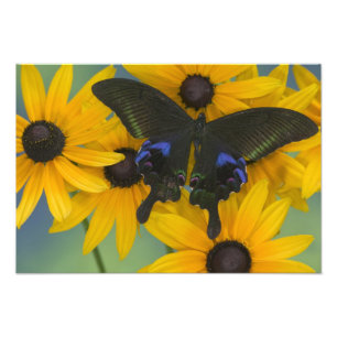 Sammamish Washington Photograph of Butterfly