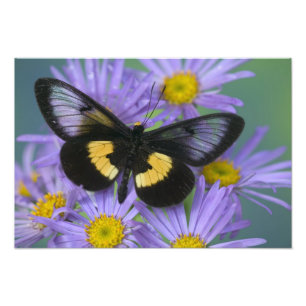 Sammamish Washington Photograph of Butterfly