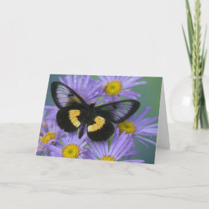 Sammamish Washington Photograph of Butterfly 13 Card