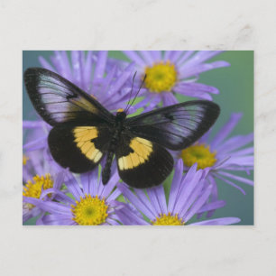 Sammamish Washington Photograph of Butterfly 13 Postcard