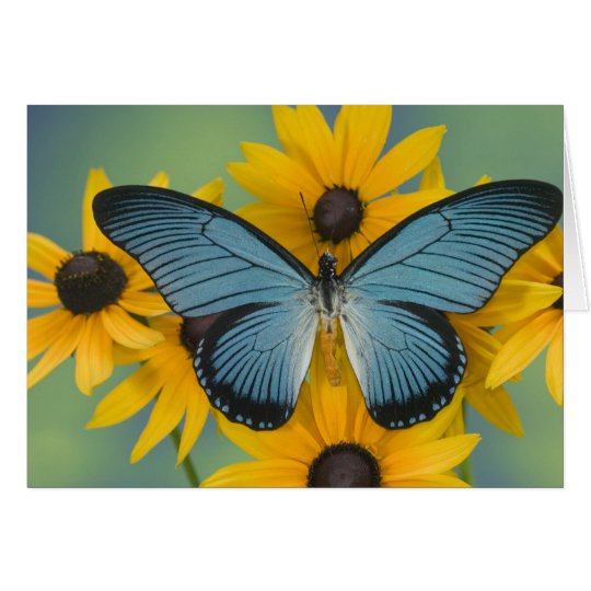 Sammamish Washington Photograph of Butterfly 22 Card