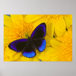 Sammamish Washington Photograph of Butterfly 41 Poster
