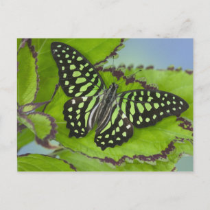 Sammamish Washington Photograph of Butterfly on 11 Postcard