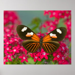 Sammamish Washington Photograph of Butterfly on 14 Poster