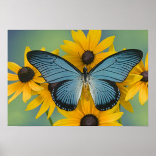 Sammamish Washington Photograph of Butterfly Poster