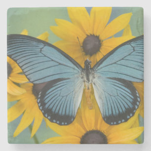 Sammamish Washington Photograph of Butterfly Stone Coaster