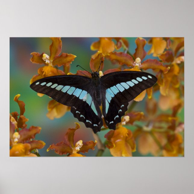 Sammamish, Washington. Tropical Butterflies 52 Poster (Front)