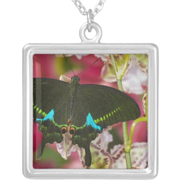 Sammamish, Washington Tropical Butterfly 14 Silver Plated Necklace (Front)