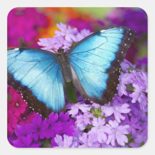 Sammamish Washington Tropical Butterfly Square Sticker