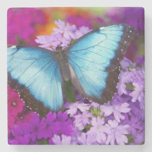 Sammamish Washington Tropical Butterfly Stone Coaster