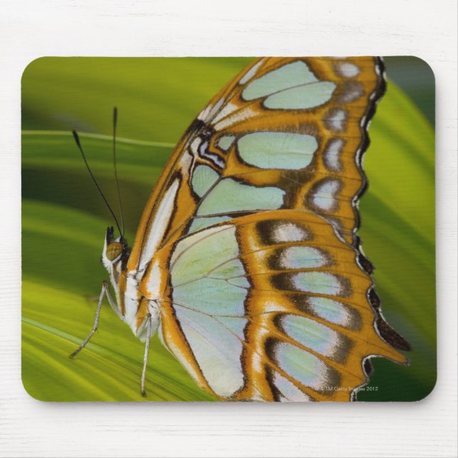 Sammamish, Washington, USA Mouse Mat (Front)