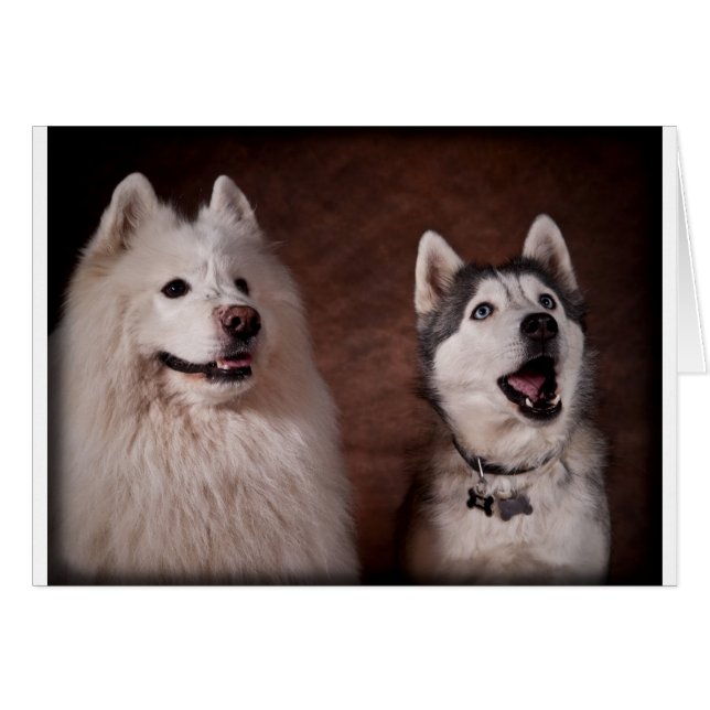 Samoyed and Husky (Front Horizontal)