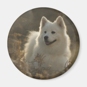 Samoyed Dog Breed Magnet
