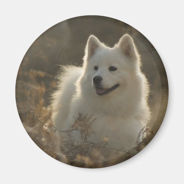 Samoyed Dog Breed Magnet (Front)