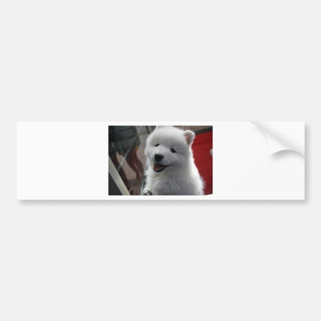 Samoyed Dog Bumper Sticker (Front)