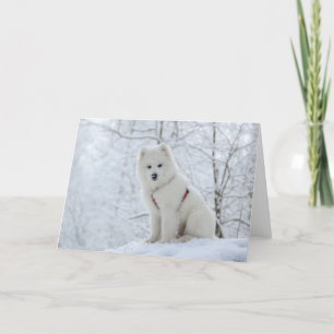 Samoyed dog card