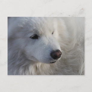 Samoyed Dog Postcard