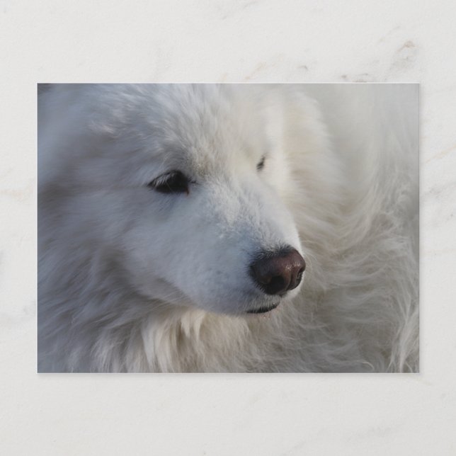 Samoyed Dog Postcard (Front)