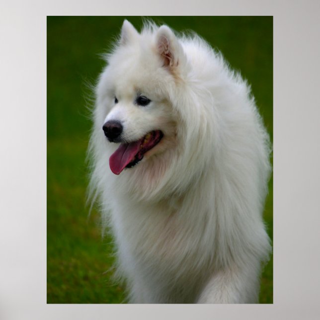 Samoyed Dog Poster. Poster (Front)