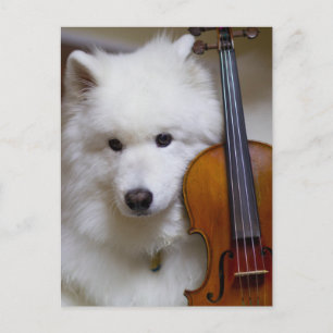 Samoyed Dog with Violin Postcard