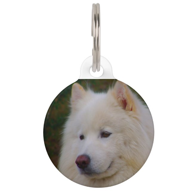 Samoyed Husky Dog. Pet Tag (Front)