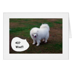 SAMOYED JUST CAN'T BELIVE YOU40! WOOF!