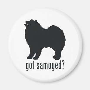 Samoyed Magnet