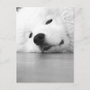 Samoyed Photo Dog White Postcard