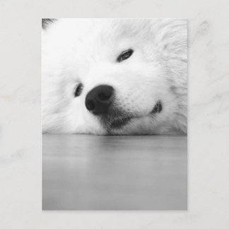 Samoyed Photo Dog White Postcard