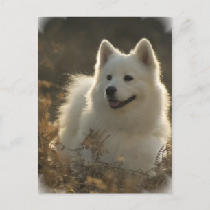 Samoyed Postcard