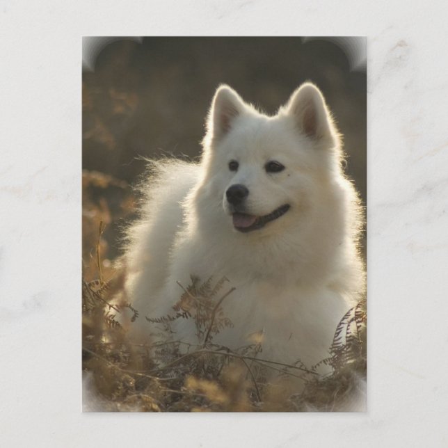 Samoyed Postcard (Front)