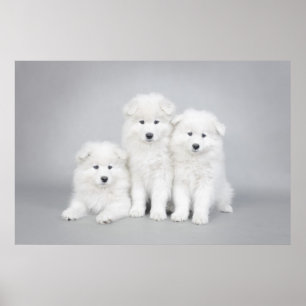 Samoyed puppies poster