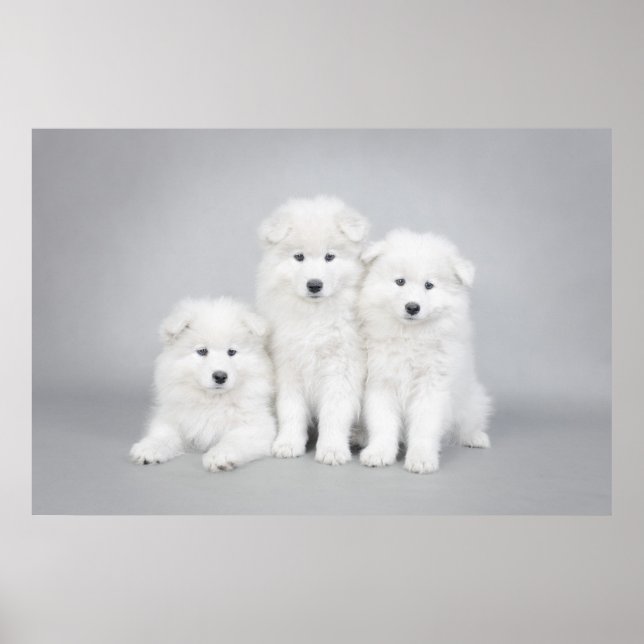 Samoyed puppies poster (Front)