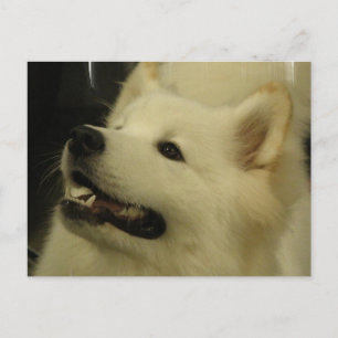 Samoyed Puppy Postcard