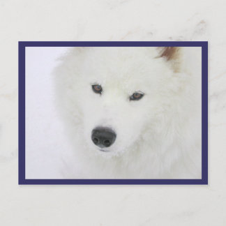 Samoyed - PVSC - Snow Postcard