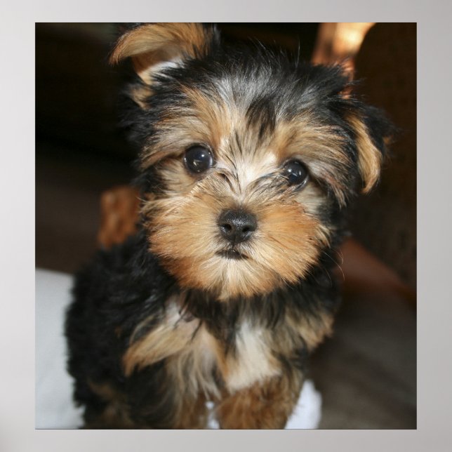 Sampson Poster (Front)